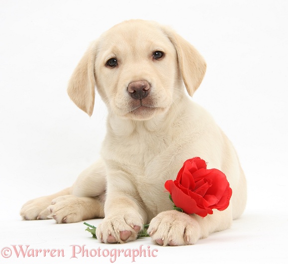 Yellow Labrador Retriever bitch pup, 10 weeks old, lying with a red rose, white background