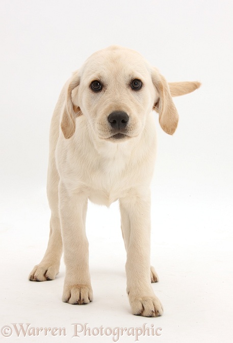 Yellow Labrador Retriever pup, 3 months old, white background