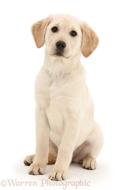 Yellow Labrador Retriever pup, 3 months old, sitting, white background