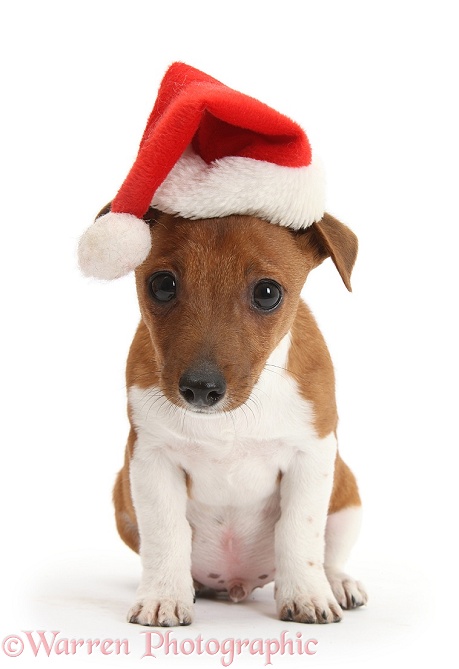 Jack Russell Terrier x Chihuahua pup, Nipper, wearing a Father Christmas hat, white background