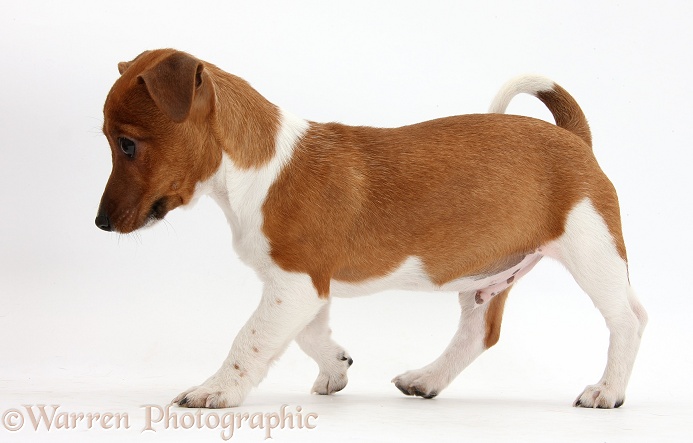 Jack Russell Terrier x Chihuahua pup, Nipper, walking across, white background