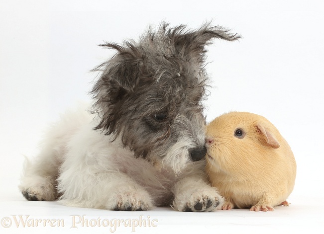 Jack Russell x Westie pup, Mojo, 12 weeks old, with yellow Guinea pig, white background