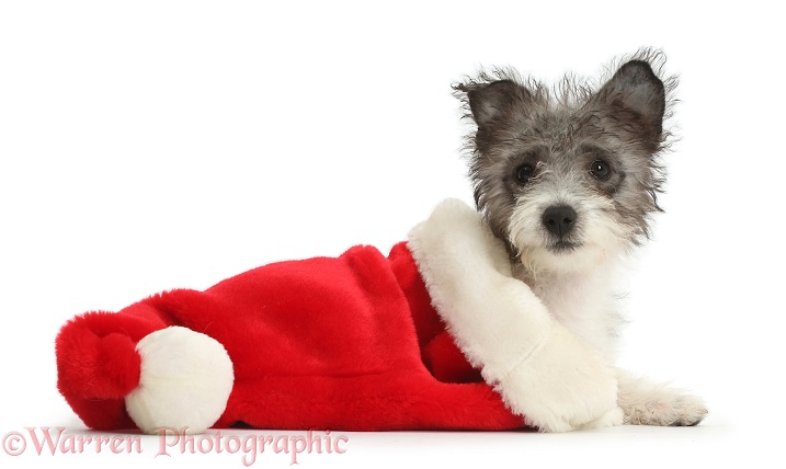 Jack Russell x Westie pup, Mojo, 12 weeks old, in a Father Christmas hat, white background