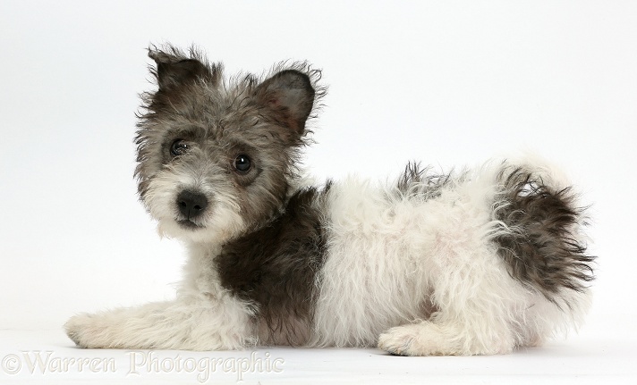 Jack Russell x Westie pup, Mojo, 12 weeks old, white background