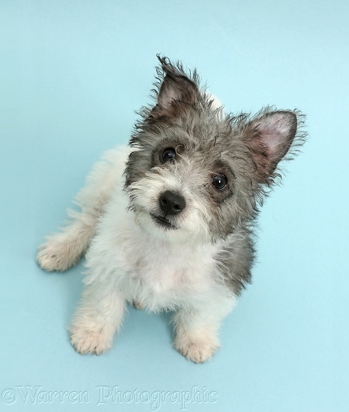 Jack Russell x Westie pup, Mojo, 12 weeks old, sitting looking up on blue background