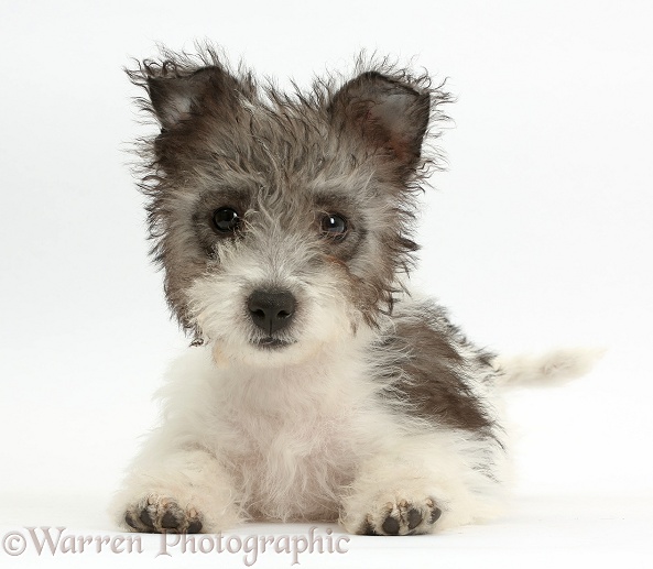 Jack Russell x Westie pup, Mojo, 12 weeks old, lying with head up, white background