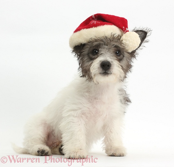 Jack Russell x Westie pup, Mojo, 12 weeks old, wearing a Father Christmas hat, white background