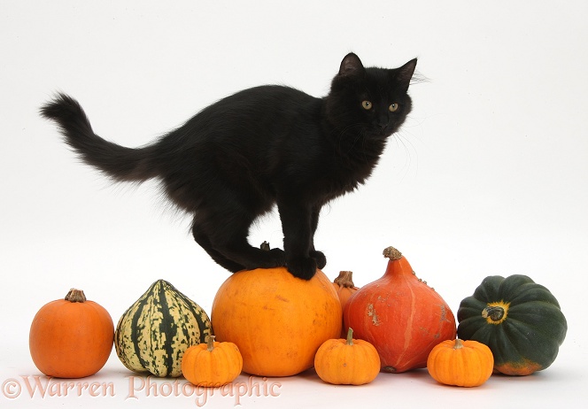 Black Maine Coon kitten on Halloween pumpkins, white background