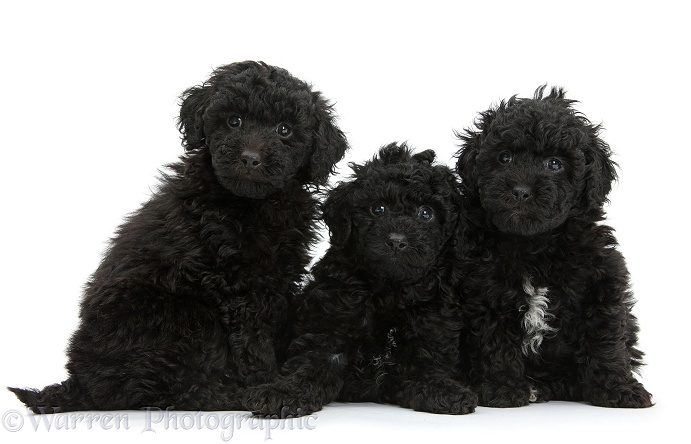 Three black toy Labradoodle puppies, white background