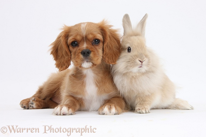 Cavalier King Charles Spaniel pup, Star, with Sandy rabbit, white background