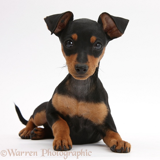 Miniature Pinscher puppy, Orla, lying with head up, white background