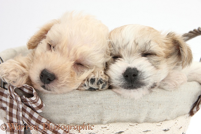 Bichon Frise x Yorkshire Terrier pups, 6 weeks old, asleep in a basket, white background