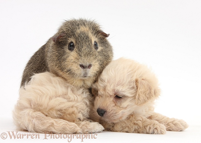 Bichon Frise x Yorkshire Terrier pup, 6 weeks old, and Guinea pig, white background