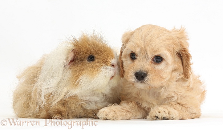 Cute Cavapoo pup and shaggy Guinea pig, white background