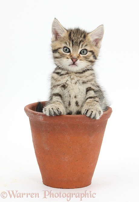 Cute tabby kitten, Stanley, 6 weeks old, in a flowerpot, white background