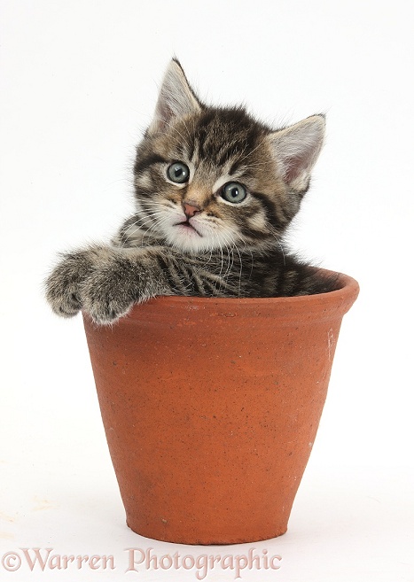 Cute tabby kitten, Fosset, 6 weeks old, in a flowerpot, white background