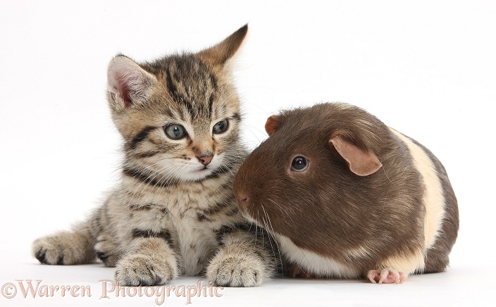 Cute tabby kitten, Stanley, 7 weeks old, with chocolate bicolour Guinea pig, white background