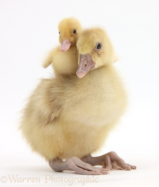 Yellow duckling on the back of gosling, white background