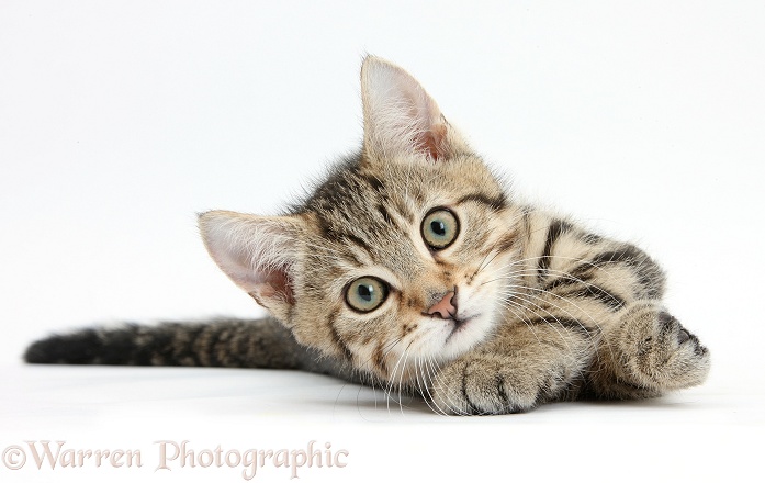 Tabby male kitten, Stanley, 12 weeks old, rolling playfully, white background