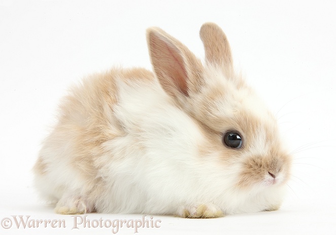 Baby Lionhead x Lop rabbit, white background