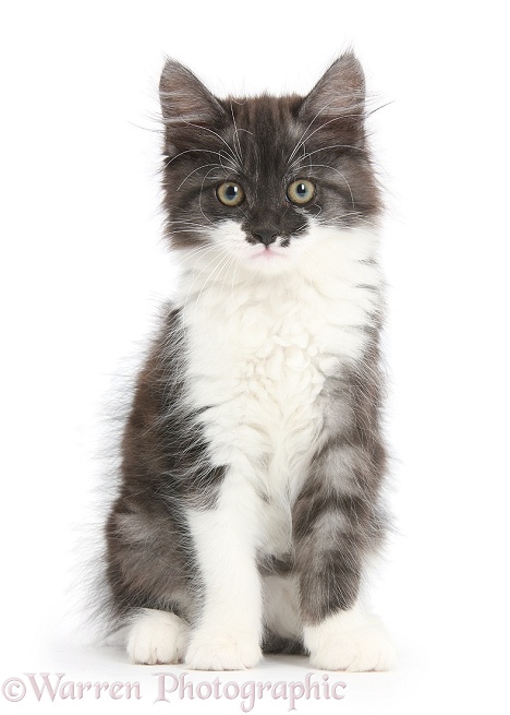 Dark silver-and-white kitten, sitting, white background