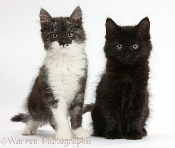 Black and dark silver-and-white kittens, sitting, white background