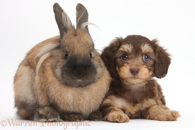 Cute Daxiedoodle puppy and rabbit, white background