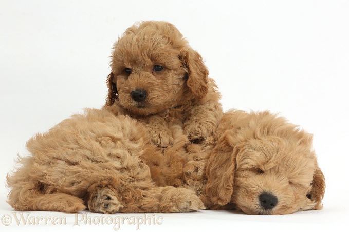 Cute sleepy F1b Goldendoodle puppies, white background