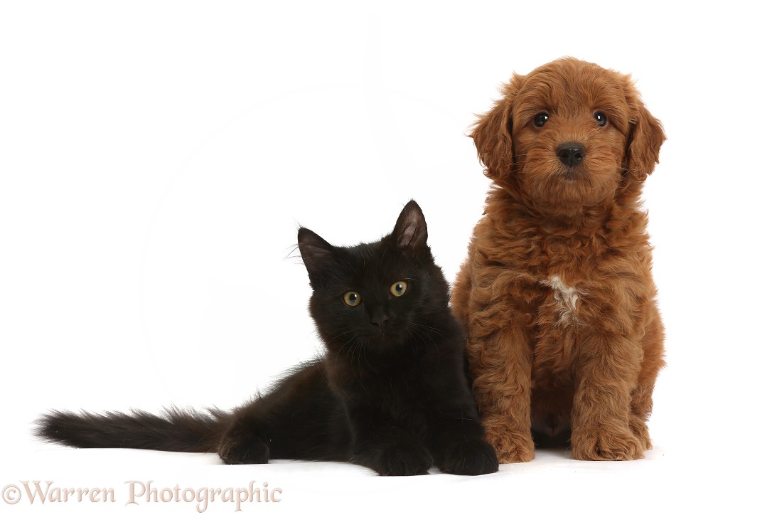 Cute red F1b Goldendoodle pup and black kitten, white background