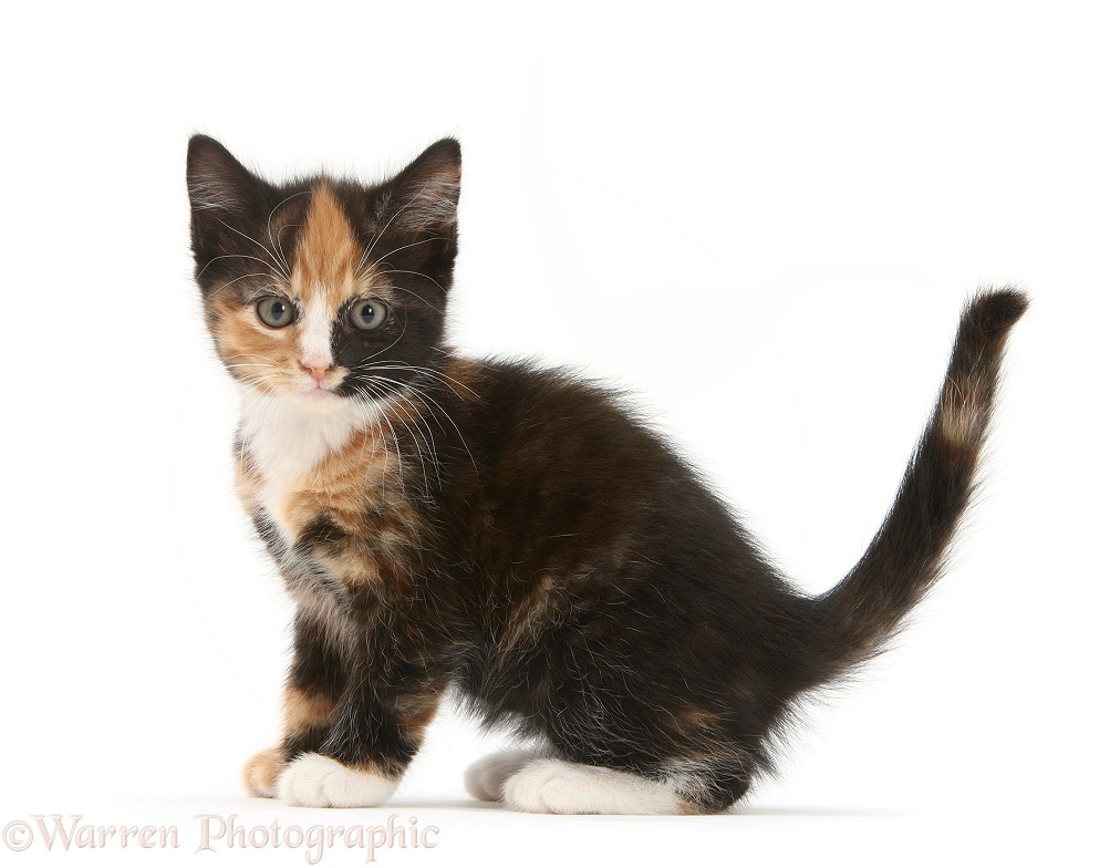 Tortoiseshell kitten, sitting, white background