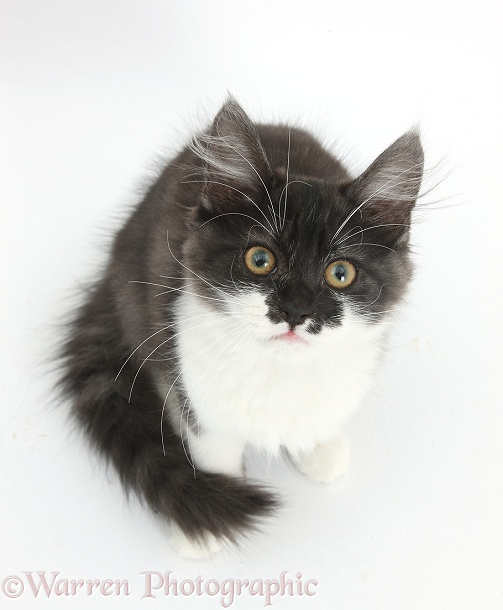 Dark silver-and-white kitten, sitting and looking up, white background