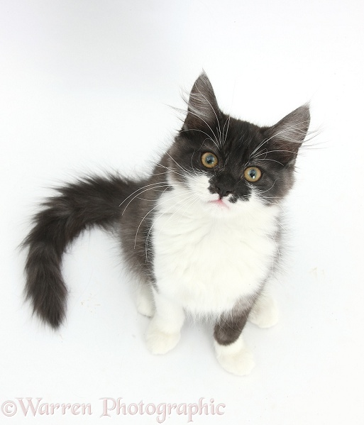 Dark silver-and-white kitten, sitting and looking up, white background