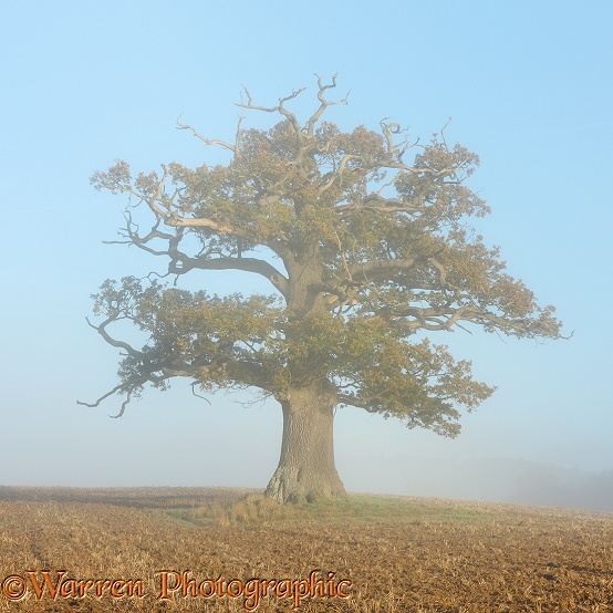 English Oak (Quercus robur) with early morning autumnal mist (07-11-2012).  Surrey, England