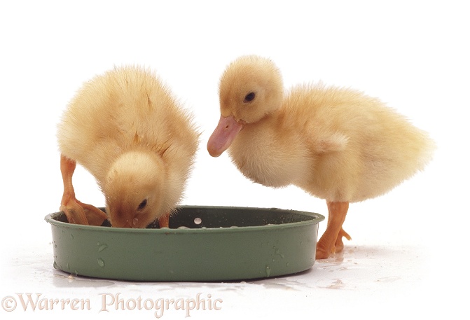 Yellow ducklings in a plastic food bowl, white background