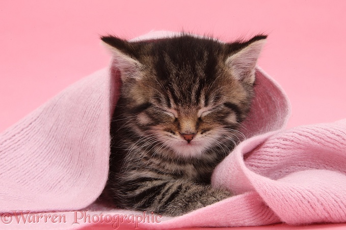 Cute tabby kitten, Fosset, 5 weeks old, asleep under a pink scarf