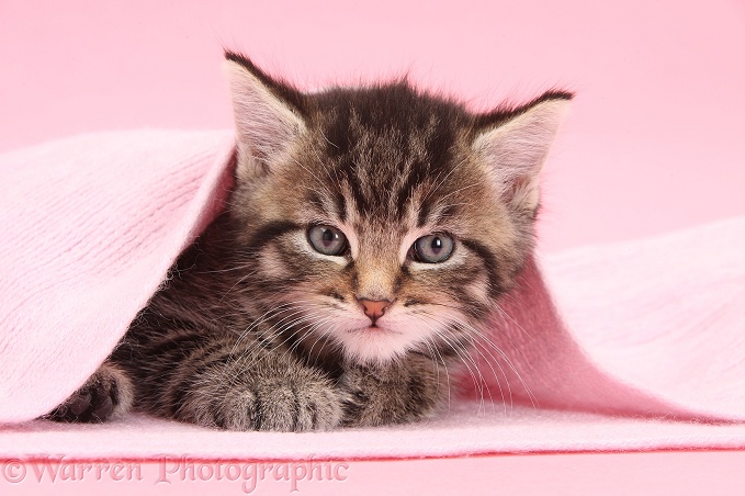 Cute tabby kitten, Fosset, 5 weeks old, under a pink scarf
