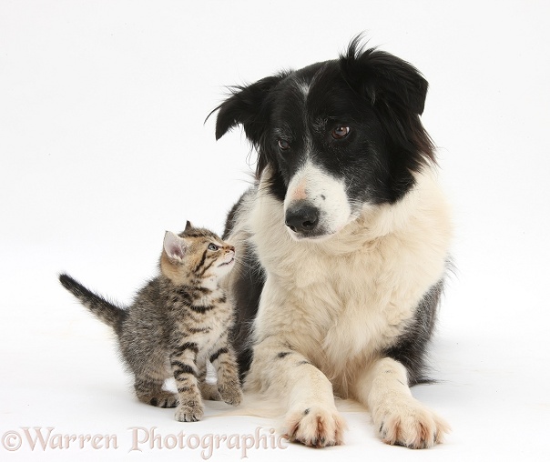 Cute tabby kitten, Stanley, 6 weeks old, with Black-and-white Border Collie bitch, Phoebe, white background