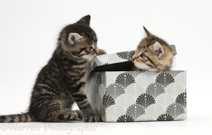 Cute tabby kittens, Stanley and Fosset, 6 weeks old, playing with a decorative cardboard box, white background