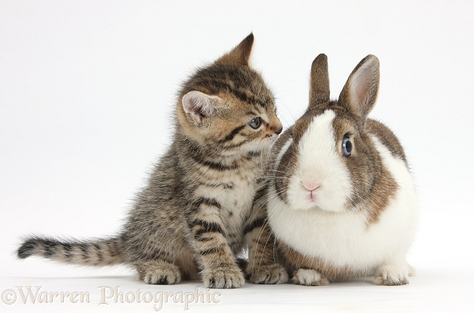 Cute tabby kitten, Stanley, 6 weeks old, with Netherland Dwarf rabbit, white background