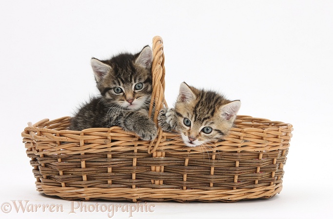 Cute tabby kittens, Stanley and Fosset, 6 weeks old, playing in a wicker basket, white background