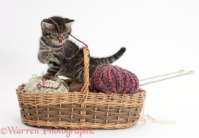 Naughty tabby kitten, Fosset, 6 weeks old, playing in a basket of knitting wool, white background