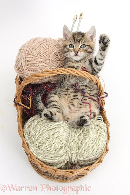 Naughty tabby kitten, Stanley, 6 weeks old, playing in a basket of knitting wool, white background