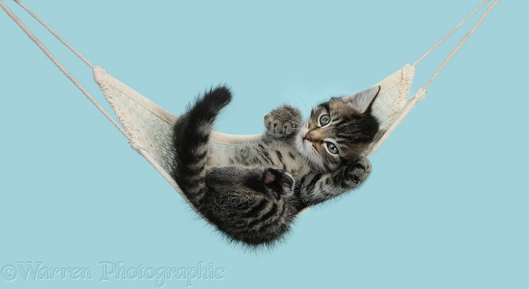 Cute tabby kitten, Fosset, 7 weeks old, lying in a hammock