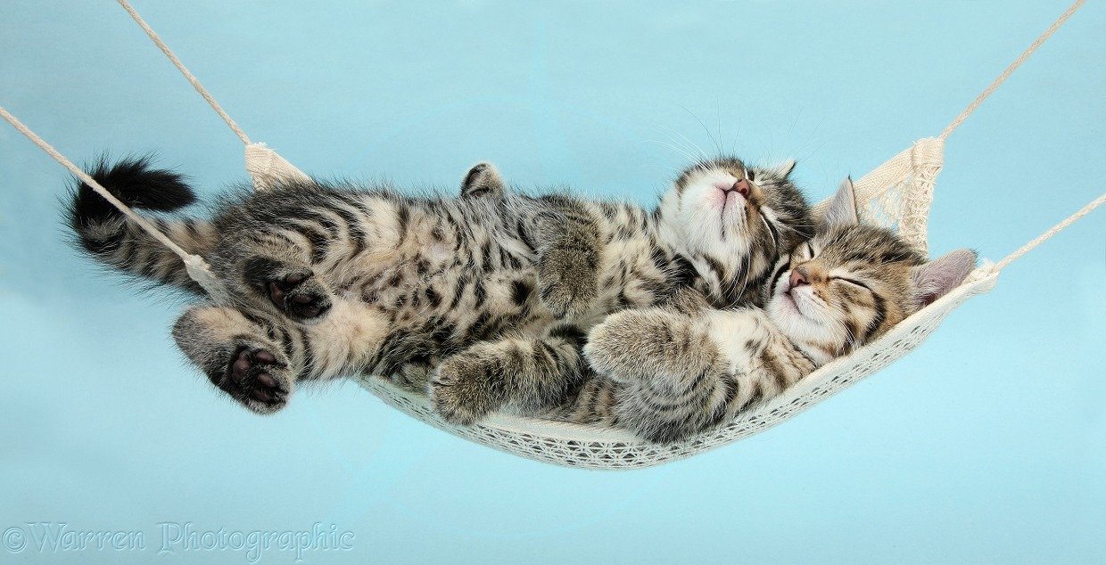 Two cute tabby kittens, Stanley and Fosset, 7 weeks old, sleeping in a hammock