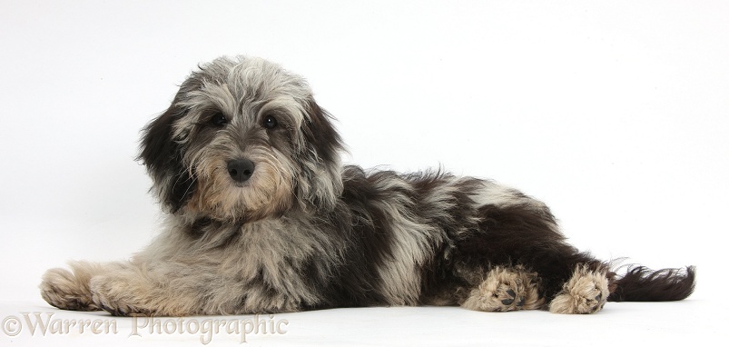 Fluffy black-and-grey Daxie-doodle puppy, Pebbles, lying with head up, white background