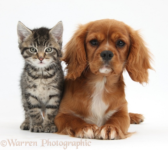 Tabby kitten, Fosset, 8 weeks old, with Ruby Cavalier King Charles Spaniel bitch, Star, white background