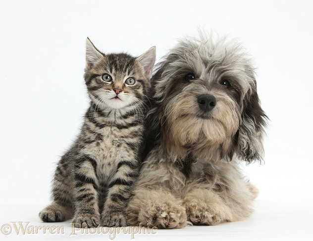 Tabby kitten, Fosset, 8 weeks old, with fluffy black-and-grey Daxie-doodle pup, Pebbles, white background