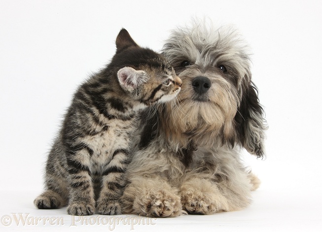 Tabby kitten, Fosset, 8 weeks old, with fluffy black-and-grey Daxie-doodle pup, Pebbles, white background