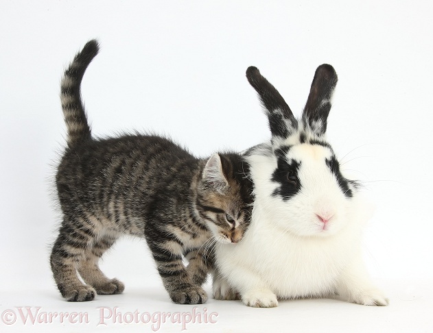 Tabby kitten, Fosset, 8 weeks old, rubbing against black-and-white rabbit, Bandit, white background