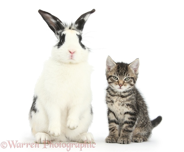 Tabby kitten, Fosset, 8 weeks old, and black-and-white rabbit, Bandit, white background